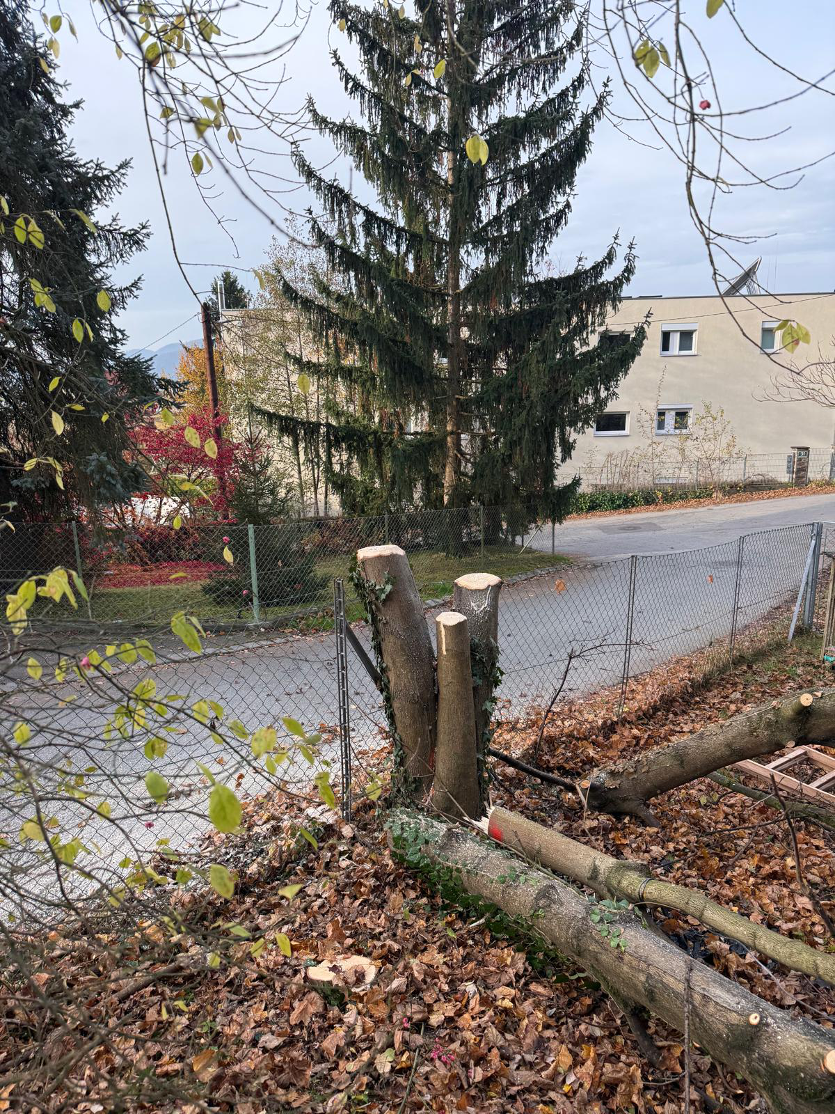 Baum nach sauberer Entfernung