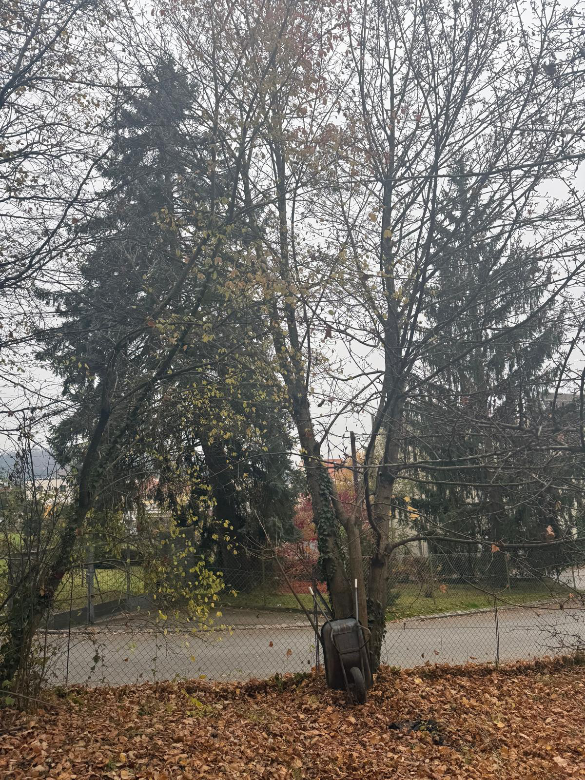 Baum vor dem Rückschnitt